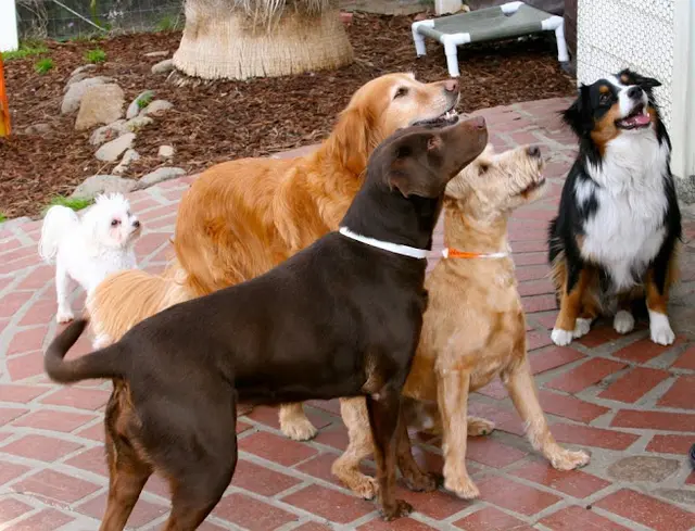 Dog trainer Laughing Dog Inn Thousand Oaks