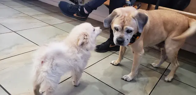 Pet vet Best Friends Animal Hospital Burbank