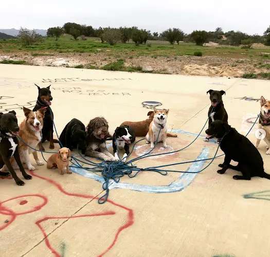 Dog walker The Dog Hiking Club Norwalk