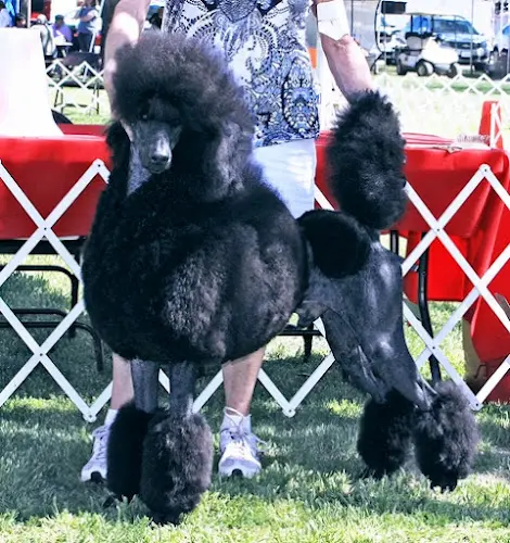 Dog breeder Bengal Kittens and Standard Poodle Puppies of Summermist San Marcos