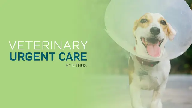 Pet boarding service Veterinary Urgent Care - Irvine Irvine