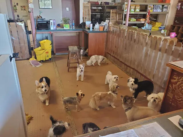 Dog day care center The Muttley Crew Portland
