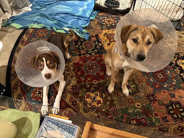 Pet vet Community Spay Neuter Clinic Sacramento