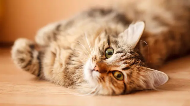 Pet vet Woodland Hills Pet Clinic Simi Valley