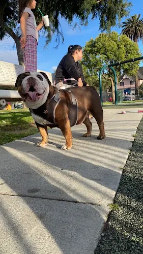 Dog Park Chelsey Circle Park South Gate