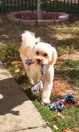 Pet boarding service Olly’s Dog Grooming San Jose