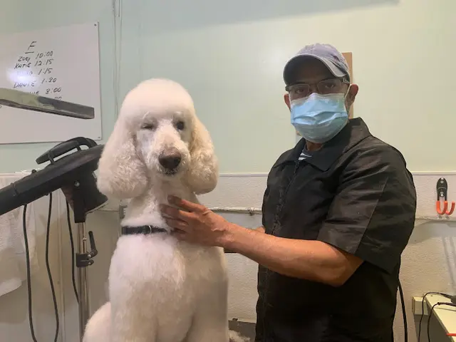 Dog Grooming Button Nose Pet Supply and Grooming Inglewood