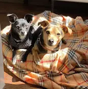 Rescue & Shelter Mutt Match LA Simi Valley