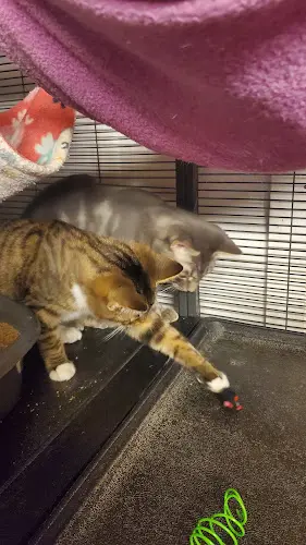 Rescue & Shelter Kitten Rescue of Mason County Kent