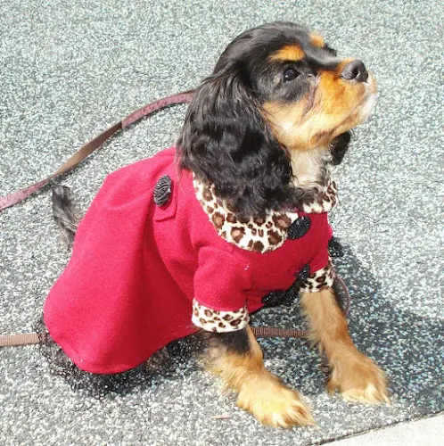 Pet boarding service Buttercup & Peanut Pet Clothing, Accessories and Supplies Everett