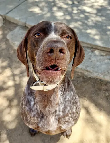 Dog day care center Beaumont Boarding & Day Care Moreno Valley