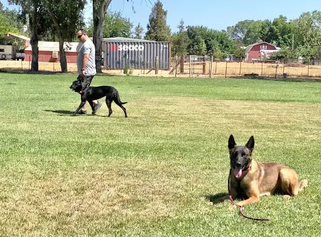 Dog trainer Country Road Canines, LLC Elk Grove