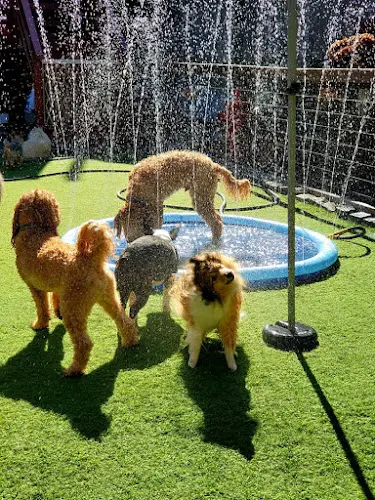 Dog day care center Bark To Basics San Francisco
