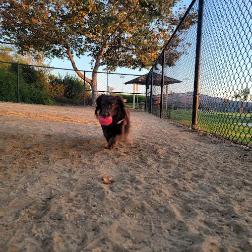 Dog walker Hollandia Park San Marcos