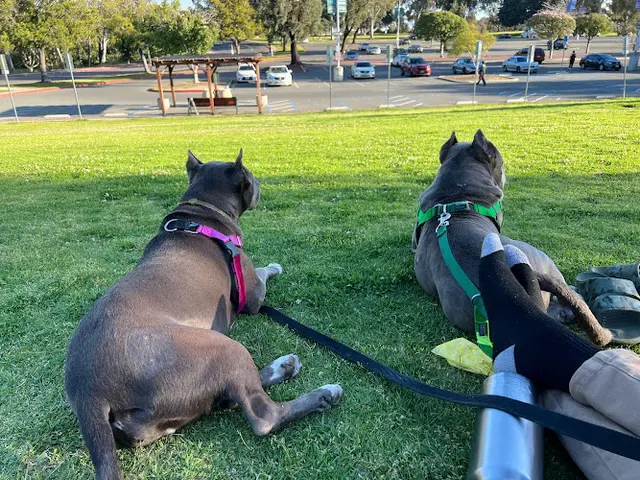 Pet vet Balboa Veterinary Hospital San Diego