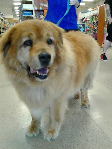 Pet vet PetSmart Santa Barbara