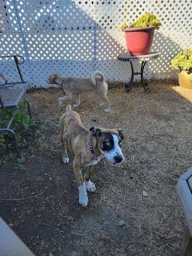 Pet boarding service Delta Humane Society & SPCA of San Joaquin County aka Delta Stockton Humane Society & SPCA Stockton