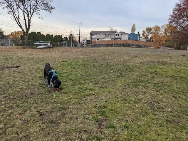 Dog Park Foster Off-Leash Dog Park Renton