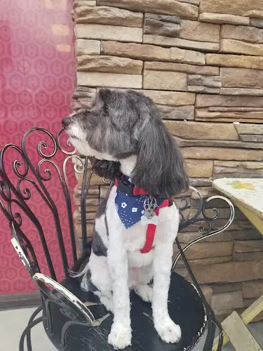 Dog Grooming Lucky Dog Pet Grooming Compton