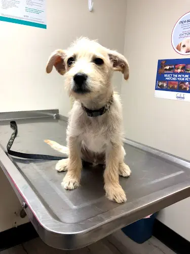 Pet vet Alessandro Animal Hospital Moreno Valley