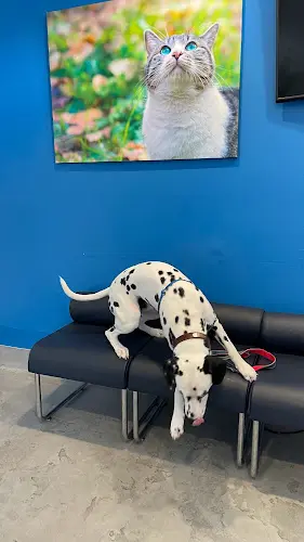 Pet vet College Animal Hospital El Cajon