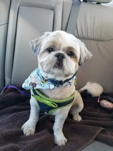 Dog breeder T-DOGS GROOMING Carlsbad
