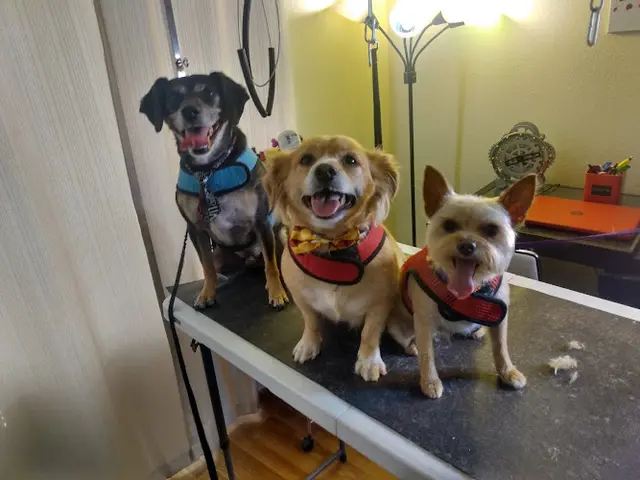Dog Grooming Furry Critters MOBILE Grooming Salon Indio