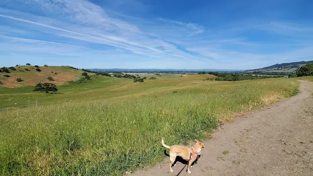 Dog Park Crane Creek Regional Park Santa Rosa
