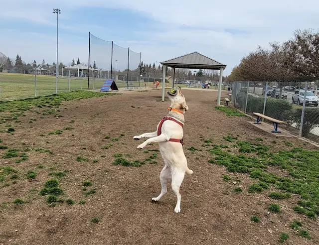 Dog Park Todd Beamer Dog Park Fresno