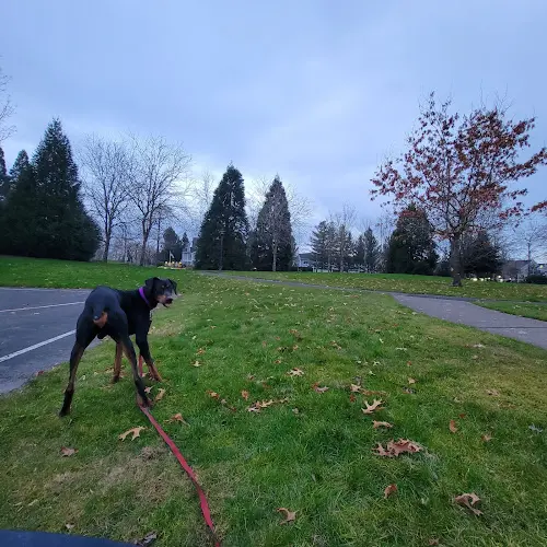 Dog Park Glencoe Creek Park Hillsboro