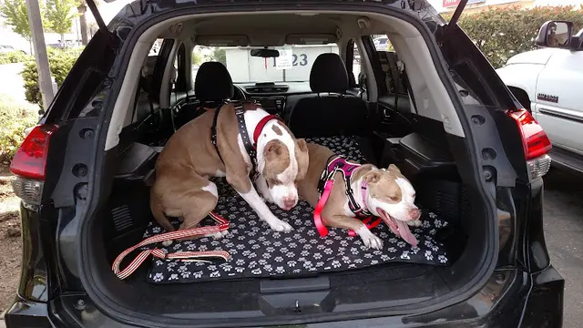 Dog day care center Arden Animal Hospital Sacramento