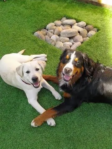 Dog breeder Camp Run-A-Mutt Point Loma San Diego