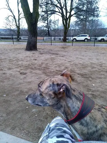 Dog trainer Lilac City Dog Training Club Spokane