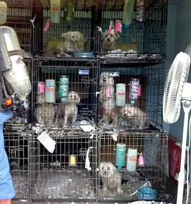 Dog breeder Puppyland Puyallup Federal Way