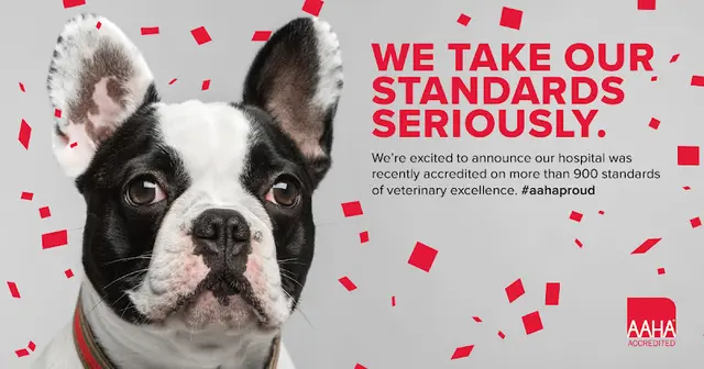 Pet vet Pawsitive Wellness Veterinary Care LLC Eugene