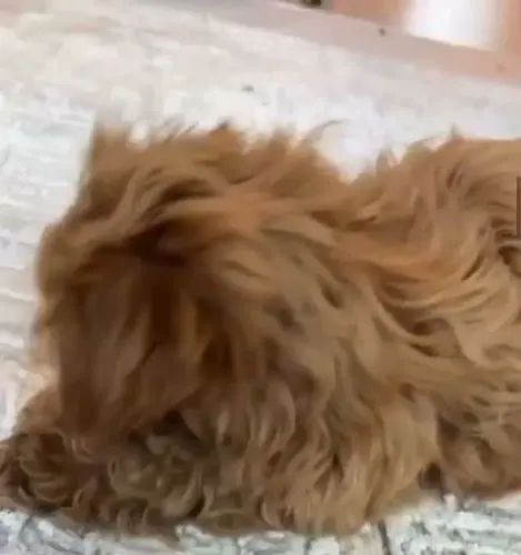 Rescue & Shelter Maltipoo Puppies for Sale Daly City