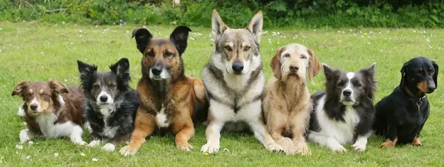 Dog trainer Lucky Leash LLC Salem