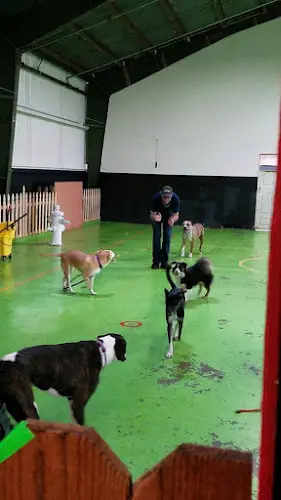Dog day care center Dan Perata San Francisco