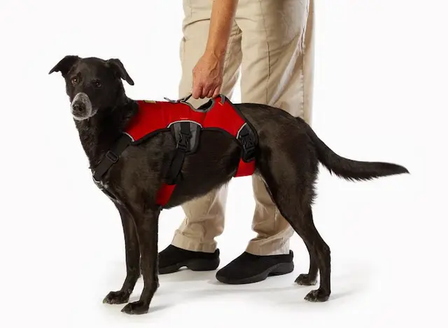 Dog day care center Scout's House Inc San Mateo