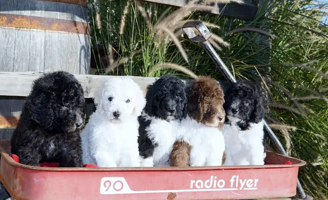 Dog breeder Precisely Poodles Murrieta