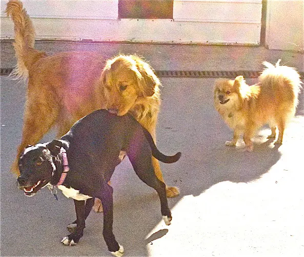 Dog day care center TLG Doggie Daycare Boarding & Training Los Angeles