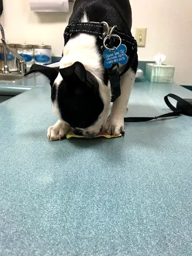Pet vet Valley Oak SPCA Spay Clinic Visalia
