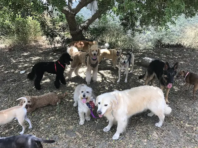 Dog trainer Dog Gone Fitness Los Angeles