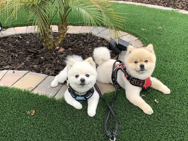 Dog Grooming A Plus Pet Grooming at Bark Avenue San Mateo