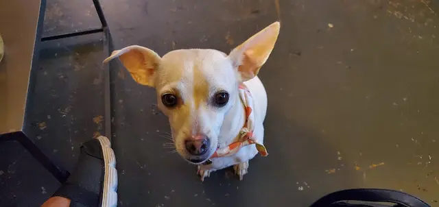 Rescue & Shelter Love Always Sanctuary - Farm Animal Sanctuary California Glendale