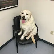 Pet vet Parkway Pet Clinic San Marcos
