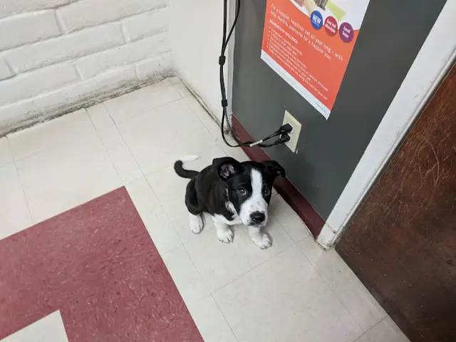 Pet vet VCA Mission Animal Hospital Pasadena