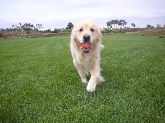Dog day care center Portola Plaza Veterinary Hospital Mission Viejo
