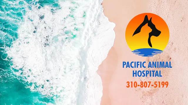 Pet vet Pacific Animal Hospital Torrance