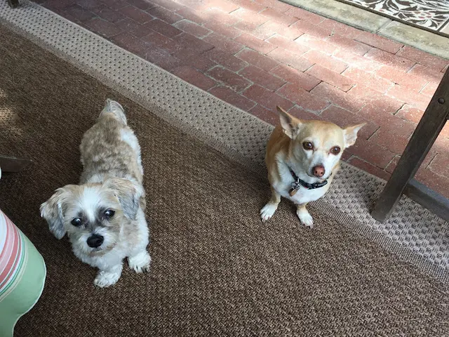 Dog breeder Alicia Pet Care Center Mission Viejo